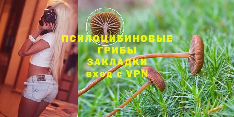 сколько стоит  Когалым  Галлюциногенные грибы Psilocybe 